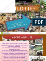SST Wildlife Project