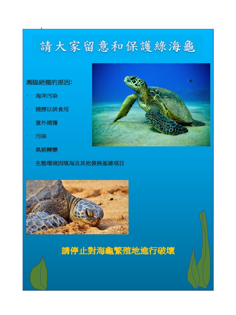 Sea Turtle | PDF