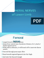 Nerve of Lower Limb