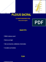 Plexus Sacral