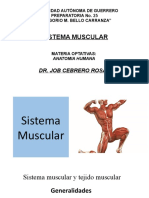 Sistema muscular: anatomía y fisiología del tejido muscular