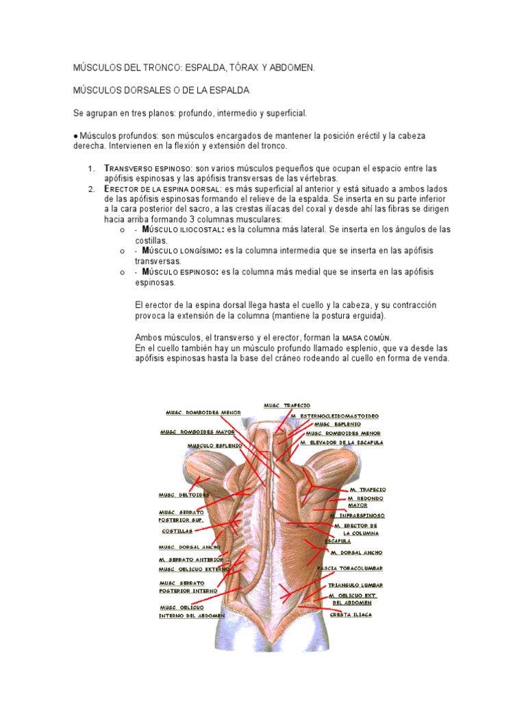 Anatomía de los músculos dorsales | PDF | La columna vertebral ...