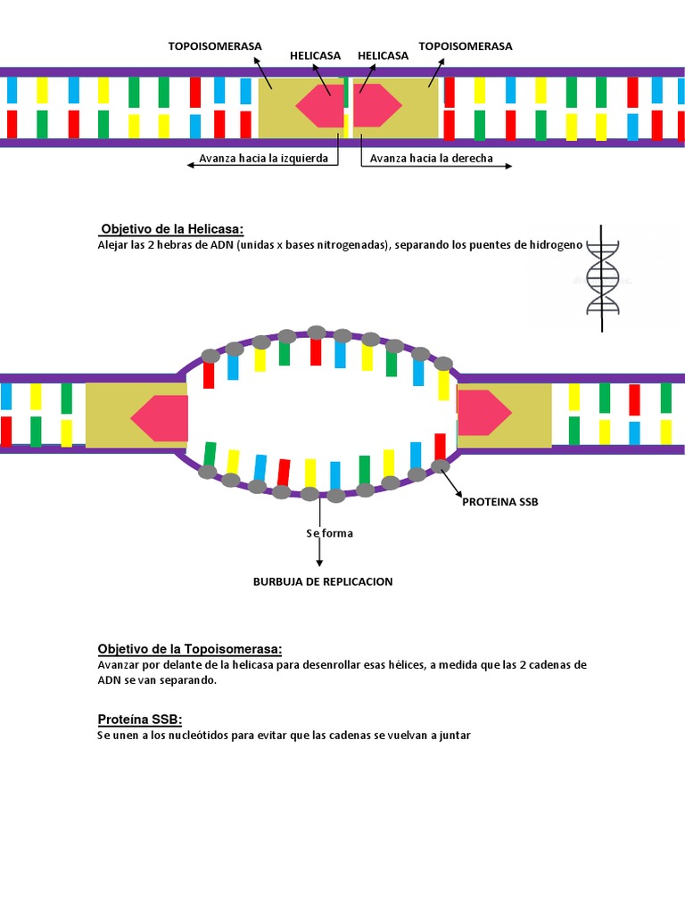 Replicacion Del Adn PDF 2022 Img | PDF