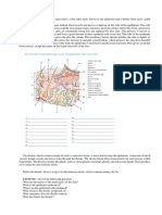 The Structure and Functions of Skin