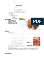 Proceso de cicatrización de la piel y sus funciones