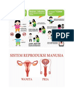 Sistem Reproduksi Laki