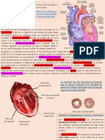 Anatomia 2