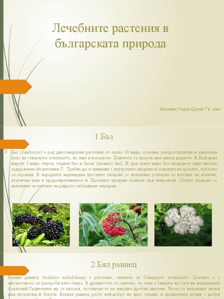Лечебните Растения в Българската Природа | PDF