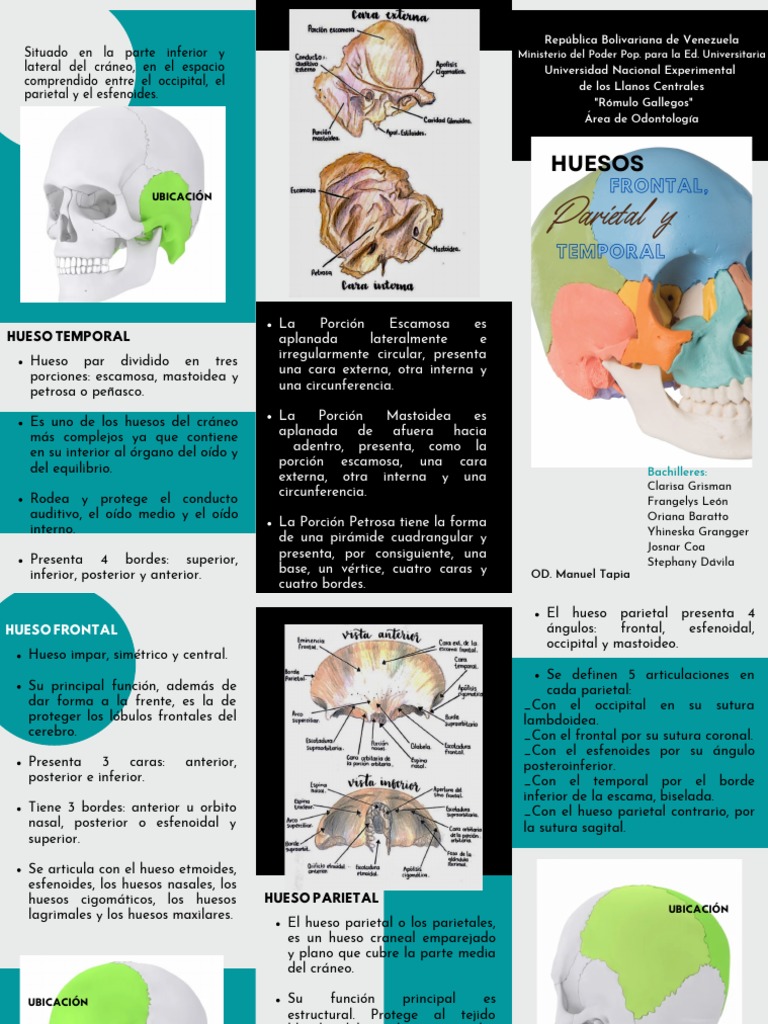 Tríptico Huesos Frontal, Parietal y Temporal | PDF | Cráneo | Cabeza y ...