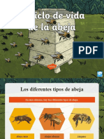  Presentacin El Ciclo de Vida de La Abeja 