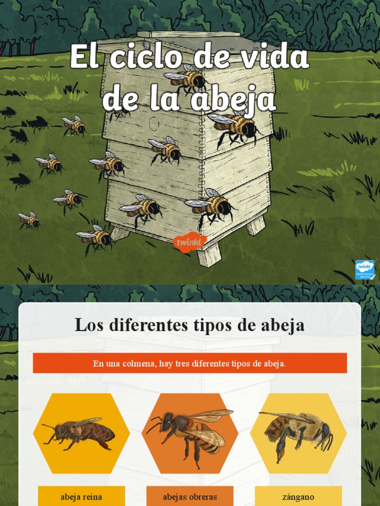 Presentacin El Ciclo de Vida de La Abeja | PDF