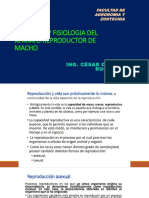 Anatomia y Fisiolgia Del Aprato Reproductor Del Macho