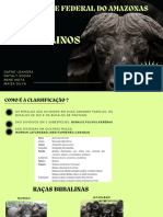 Classificação e raças dos búfalos