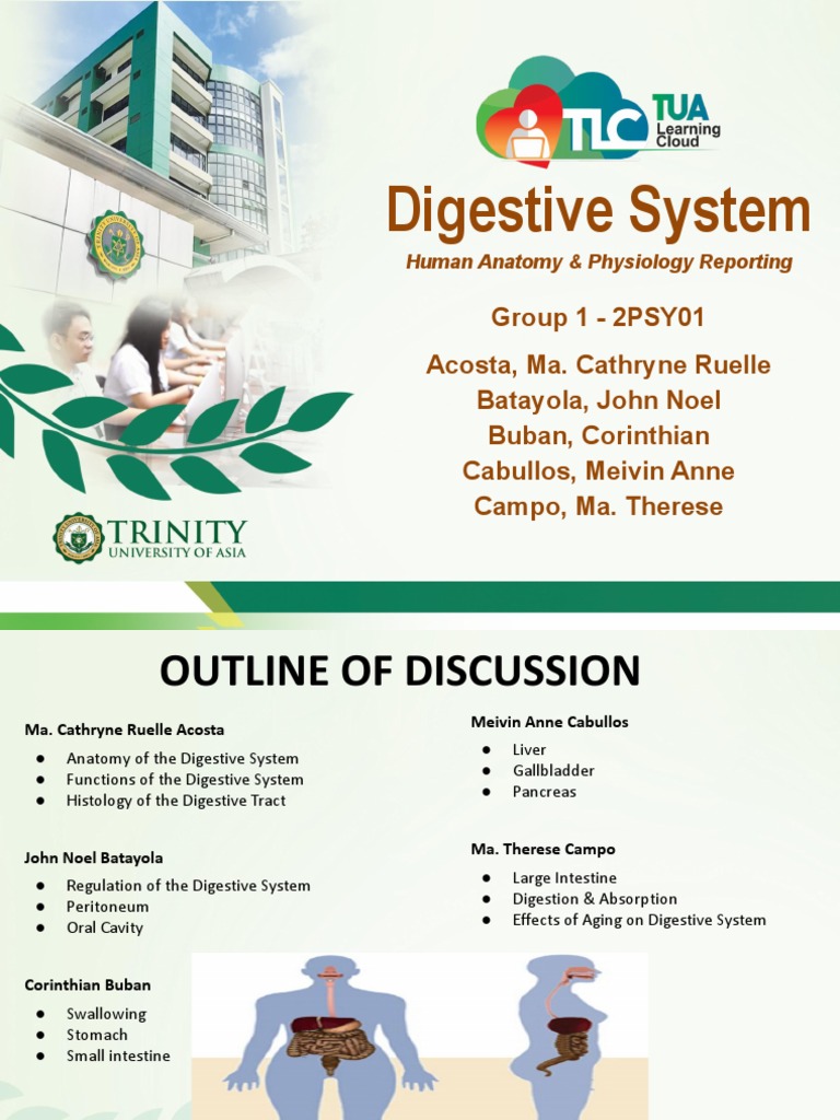 GROUP 1 - Digestive System | PDF | Human Digestive System ...