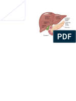 Primer Parcial Gastroo