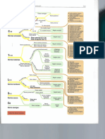 Esquema de Ramificación de Las Vías de Conducción