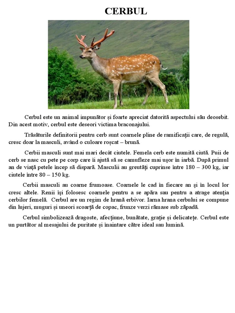 CERBUL | PDF