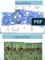 Morfologia Interna de Hoja