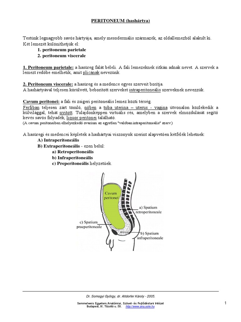 Peritoneum | PDF