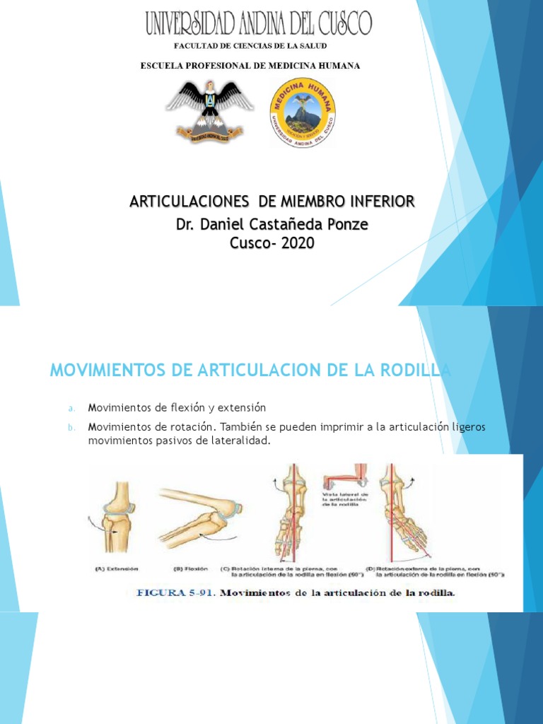 Anato Articulacion Miembro Inferior 1 Pdf Pdf Articulación