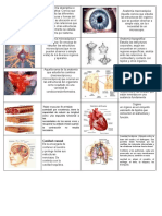 Anatomía Descriptiva o Sistemática Memorama