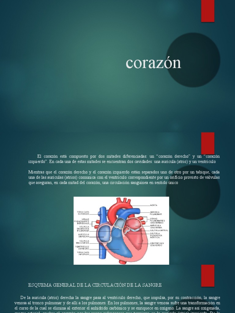 anatomia-del-corazon-pdf-sistema-circulatorio-ventr-culo-coraz-n