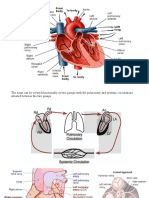 Cardio Slide Anatomy