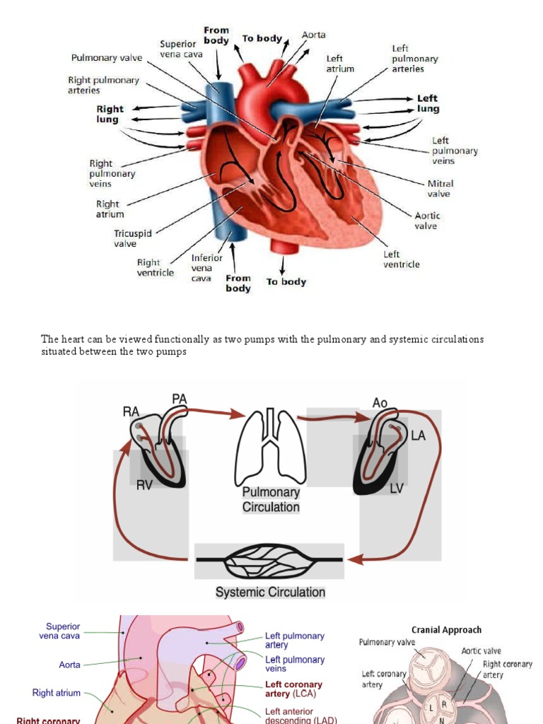 cardio-slide-anatomy-pdf-ventricle-heart-heart-valve