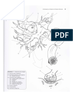 Anatomia Da Sinapse