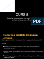 Curs 5 Regiuniile Topografice Ale Membrului Superior - Cubitala, Antebrahiala, Palmara