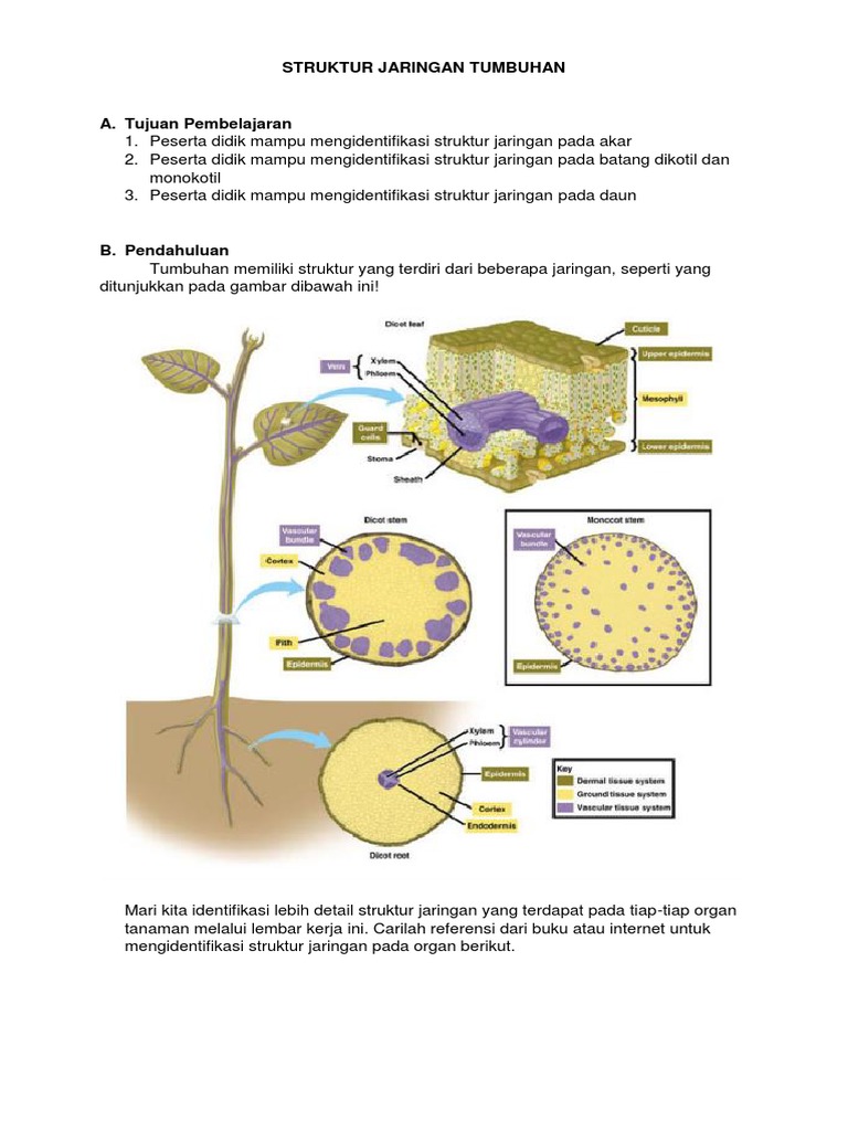 Struktur Jaringan Tumbuhan Pdf