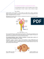 Clase 2 Modulo 3 REGULACION DE LA PRESION ARTERIAL A LARGO PLAZO