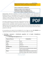 Morfología y taxonomía de Calophyllaceae y Clusiaceae