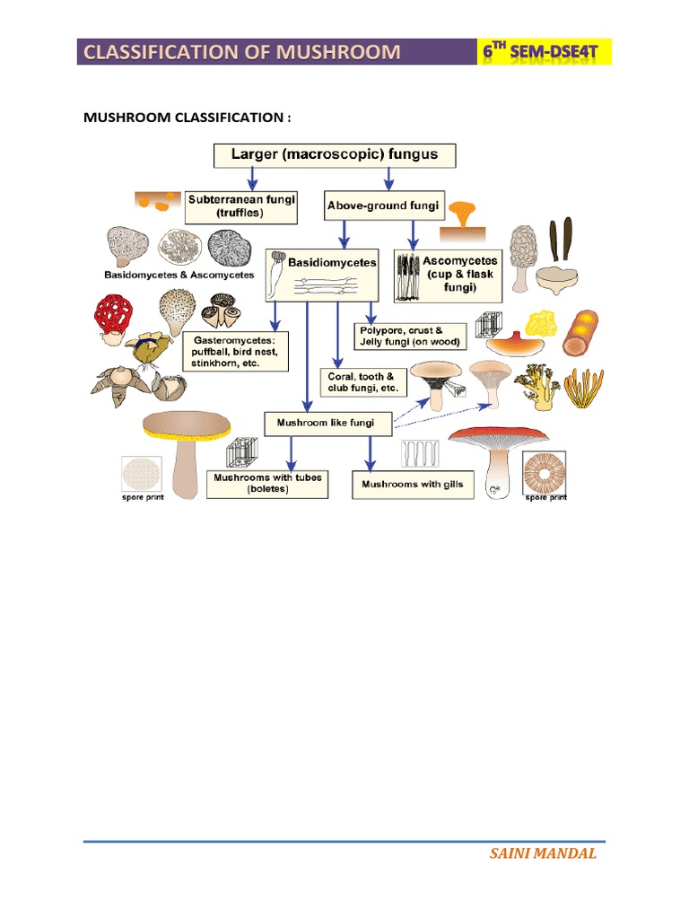 Mushroom Classification Overview | PDF | Edible Mushroom | Mycology