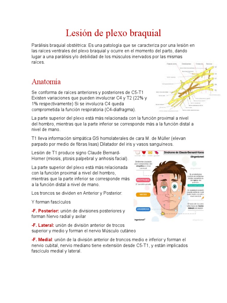 Lesion De Plexo Braquial Pdf Músculo Especialidades Medicas