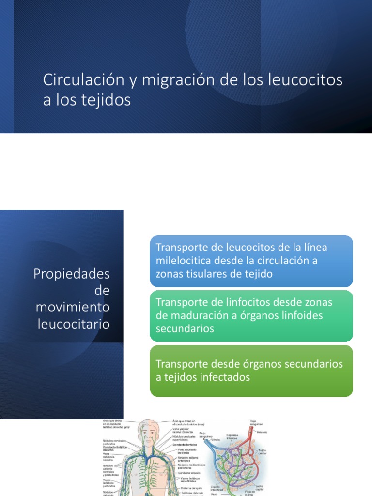 Circulación y Migración de Los Leucocitos | PDF | Bioquímica | Química