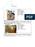 Akrom Abdurrofi' A03227187 (Tugas Praktikum Botani)