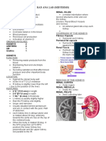 Urinary System