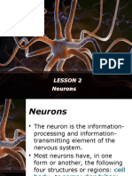 Neuron