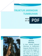 Struktur Jaringan Tumbuhan