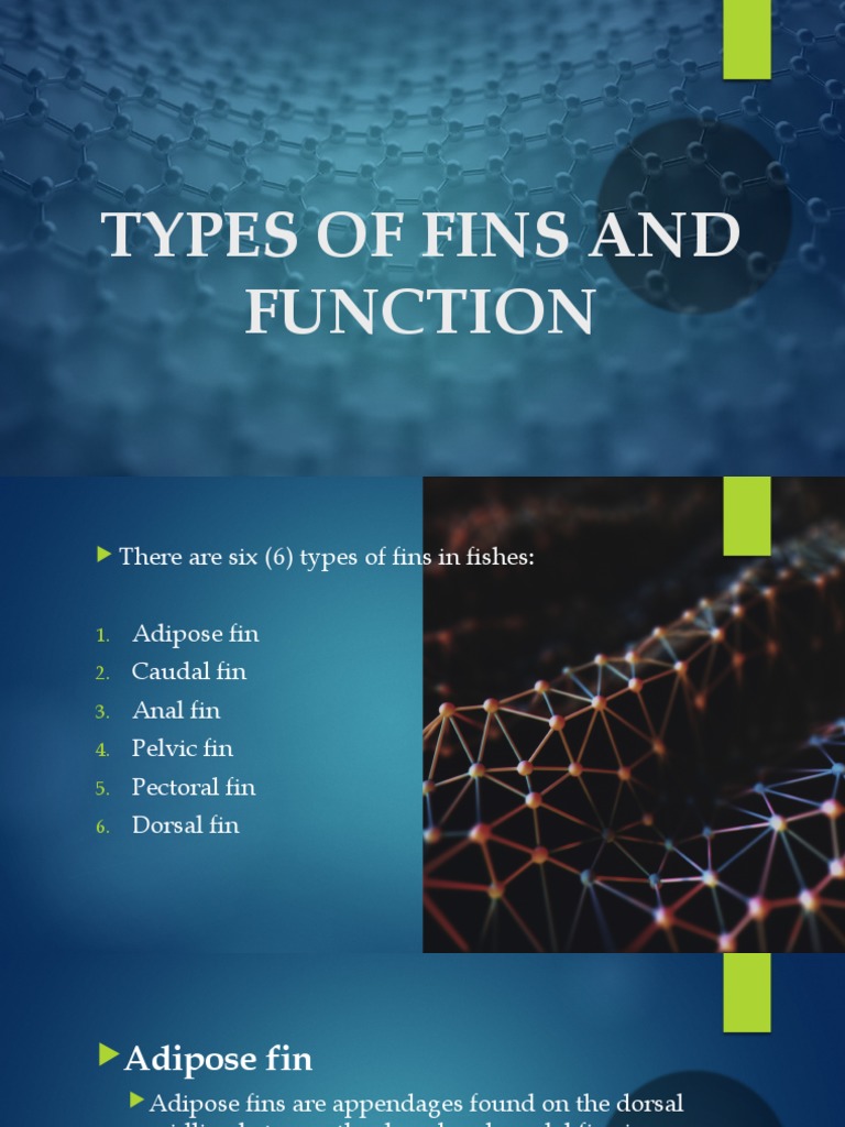 Types of Fish Fins and Their Functions | PDF