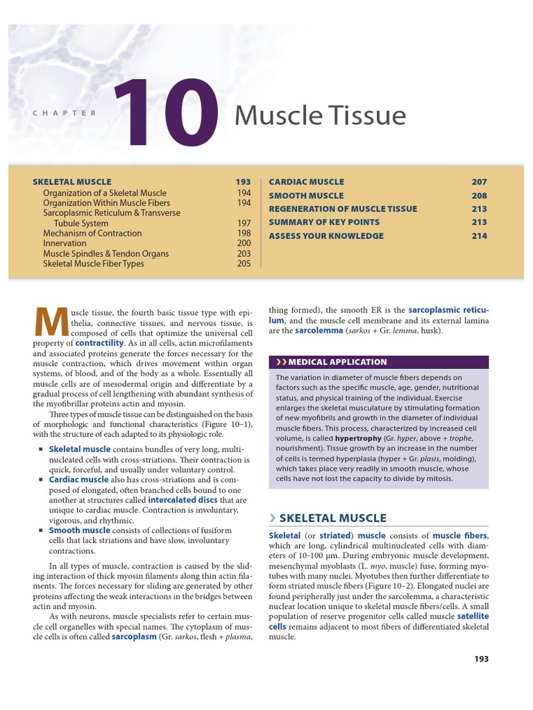 Muscle Tissue | PDF | Skeletal Muscle | Muscle Contraction