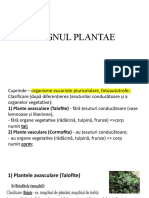 Regnul Plantae