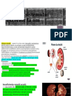 Boli Ale Sistemului Excretor La Om