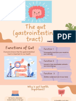 The Gut (Gastrointestinal Tract)