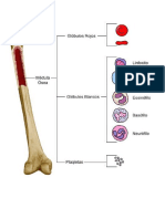 Hueso Celulas Sanguineas