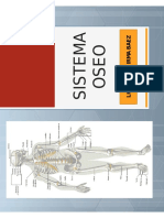 Sistema óseo: Estructura y funciones del esqueleto humano