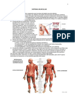 Sistema Muscular Intro 13