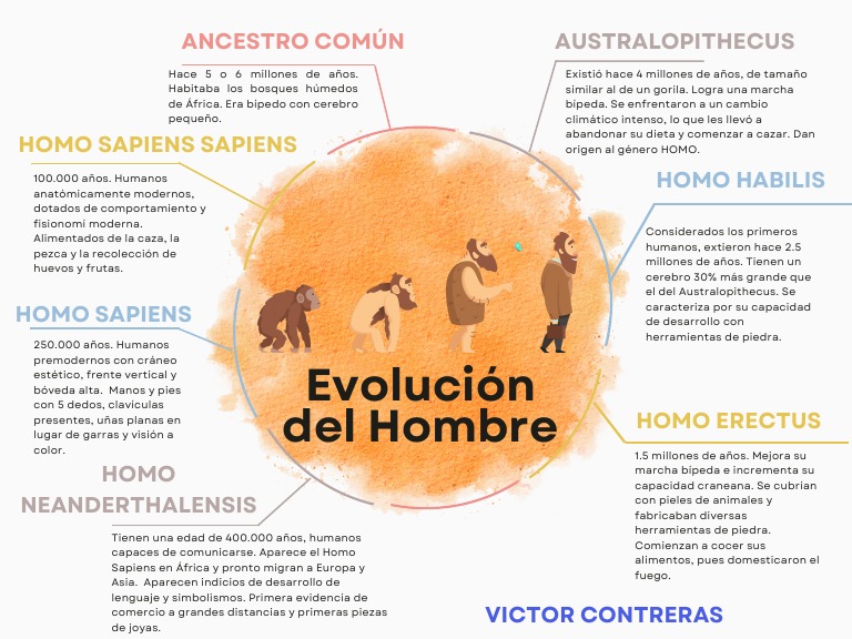 Mapa Mental - Evolucion Del Hombre Victor | PDF | Homo Sapiens | Homo