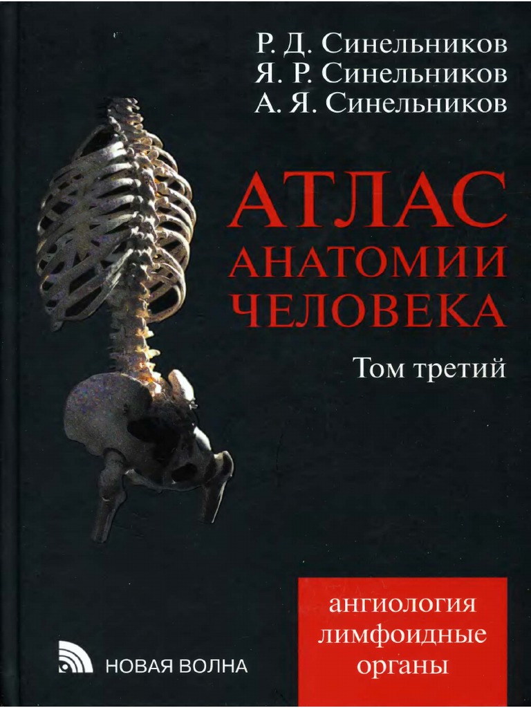 Том 3 Синельников Р Д Атлас анатомии человека 3 | PDF